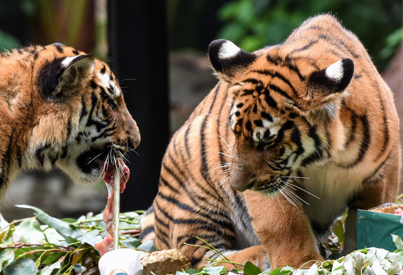 Des tigres jumeaux dans le parc de Chimelong Safari à Guangzhou