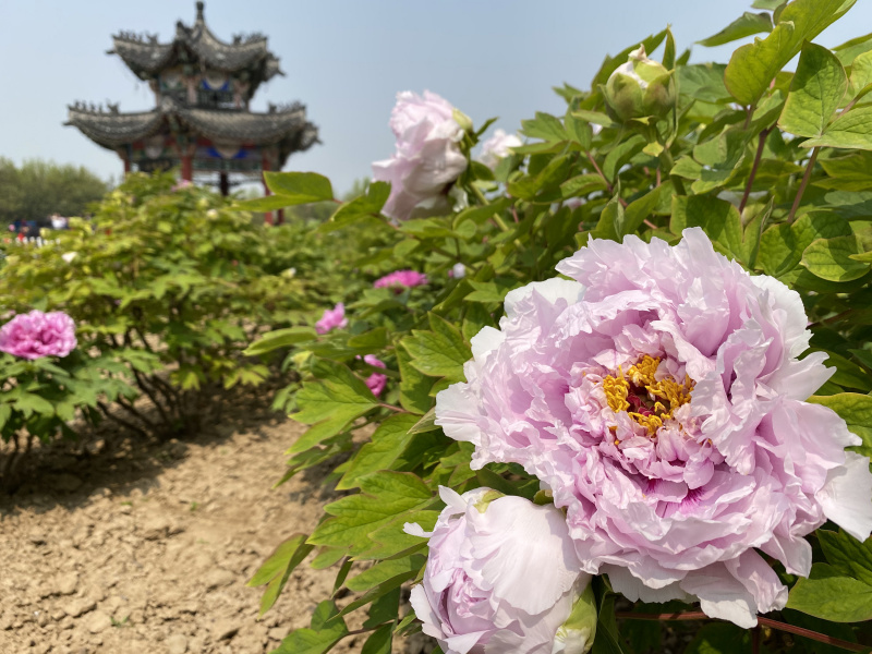 Des fleurs de pivoine dans un jardin à Heze