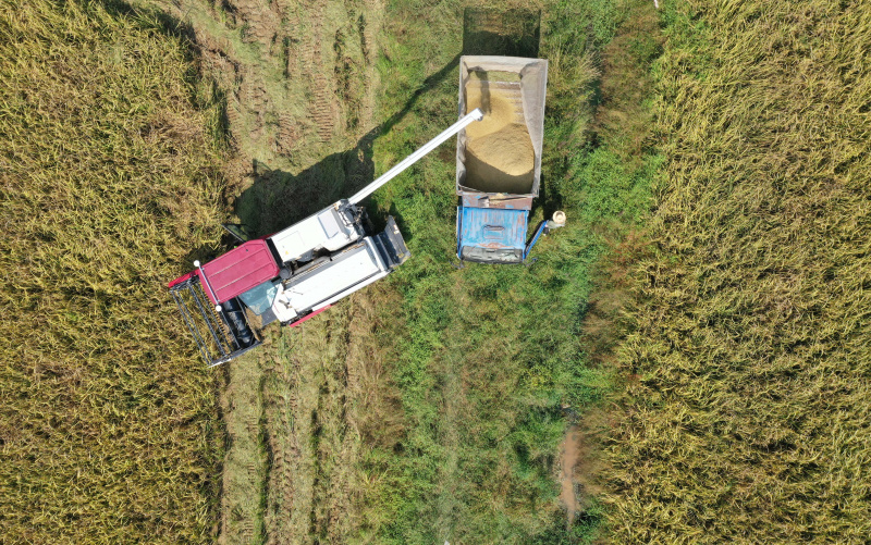 Photo aérienne prise le 4 octobre 2021 montrant des agriculteurs chargeant du riz nouvellement récolté dans le bourg de Jiangxiang à Nanchang