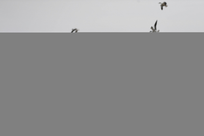 Une volée d'oiseaux survole le Parc national des zones humides du lac Ulungur dans le district de Fuhai