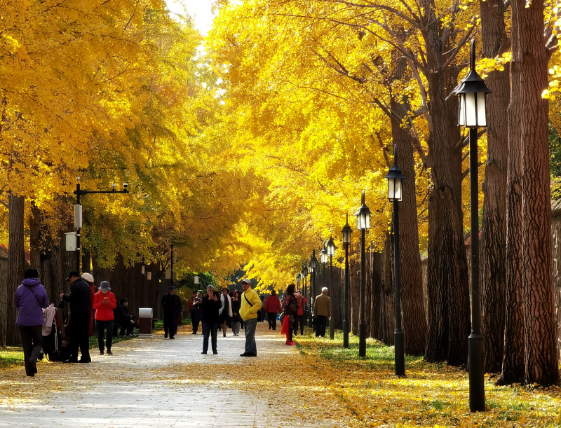 Des touristes prennent des photos sous des ginkgos