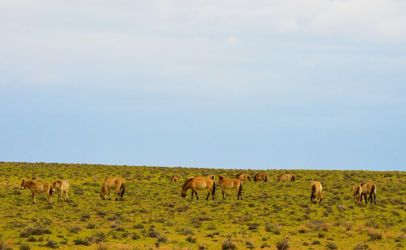 Des chevaux de Przewalski dans la réserve naturelle de Kalamayli