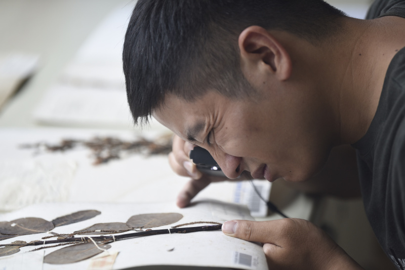 Photo prise le 17 août 2022 montre le chercheur Hu Jun vérifiant des spécimens à l'Institut de biologie de Chengdu relevant de l'Académie chinoise des Sciences dans la province du Sichuan dans le sud-ouest de la Chine