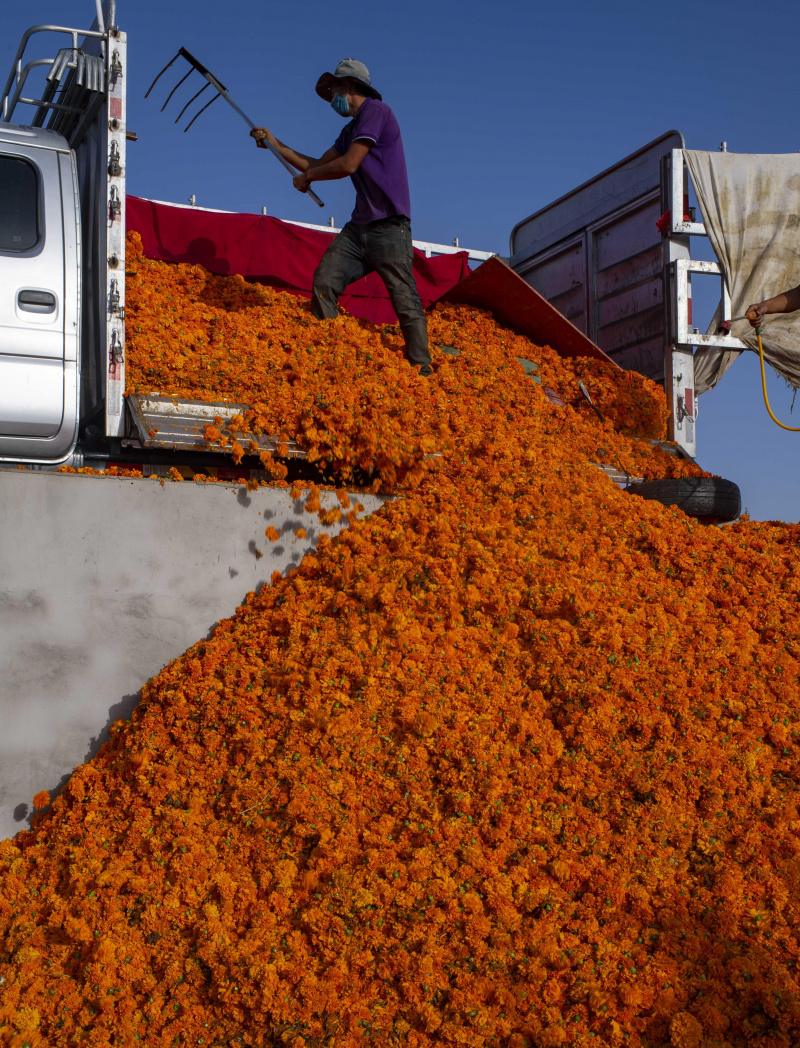 Un villageois vend des fleurs de souci dans un parc industriel agricole du district de Yutian