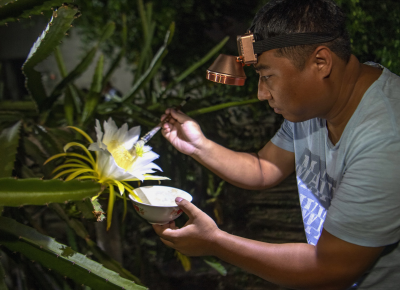 Un agriculteur pollinise une fleur dans une plantation de fruits du dragon à Luanzhou