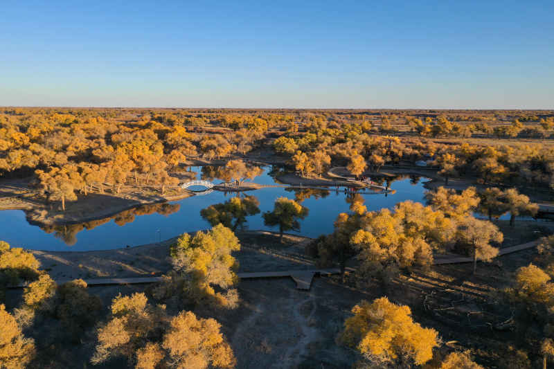 Paysage automnal de la forêt de peupliers de l'Euphrate dans la bannière d'Ejin de la région autonome de Mongolie intérieure