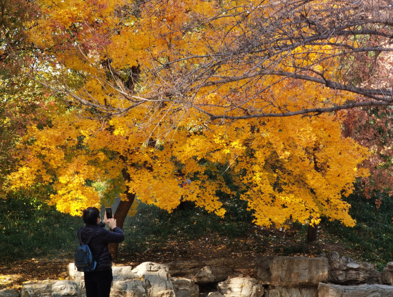 Une touriste prend des photos de ginkgos