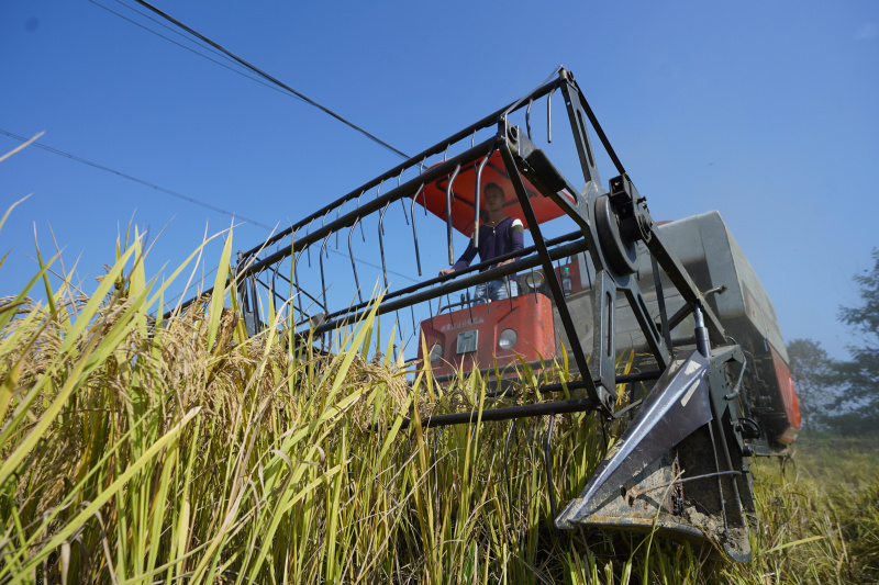 Un agriculteur récolte du riz dans le village de Qingcheng