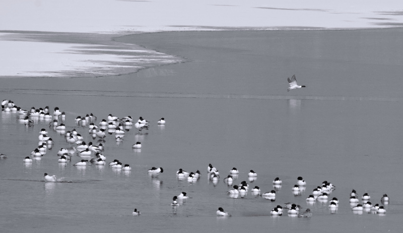 Des oiseaux se reposent sur la rivière Yongding