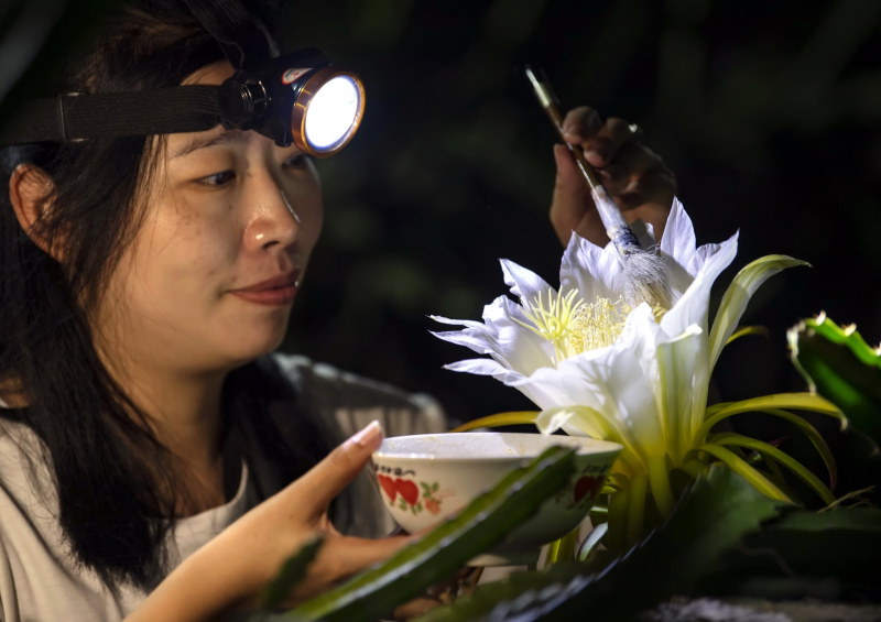 Une agricultrice pollinise une fleur dans une plantation de fruits du dragon à Luanzhou