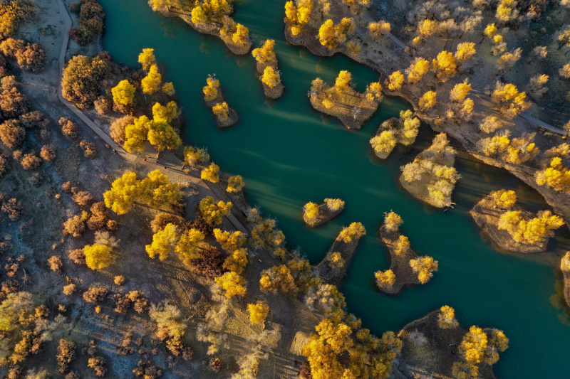 Paysage automnal de la forêt de peupliers de l'Euphrate dans la bannière d'Ejin de la région autonome de Mongolie intérieure