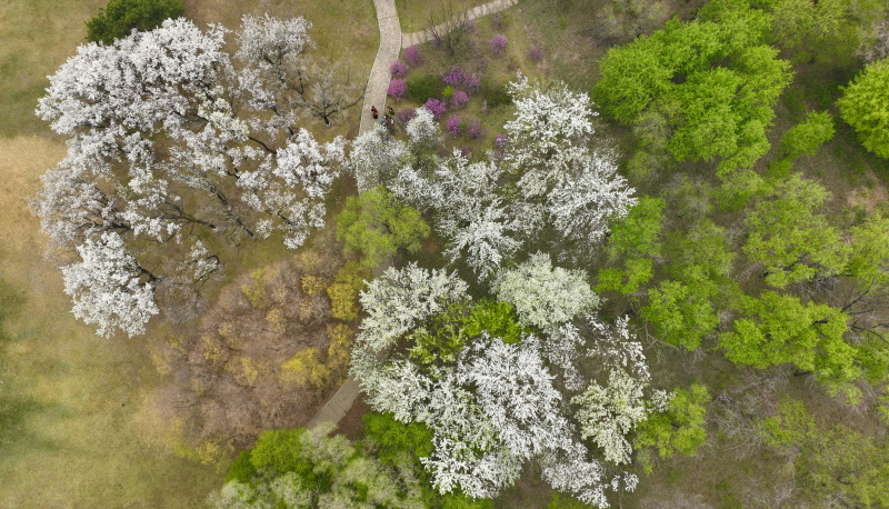Photo aérienne de fleurs dans le Jardin d'expo de Shenyang