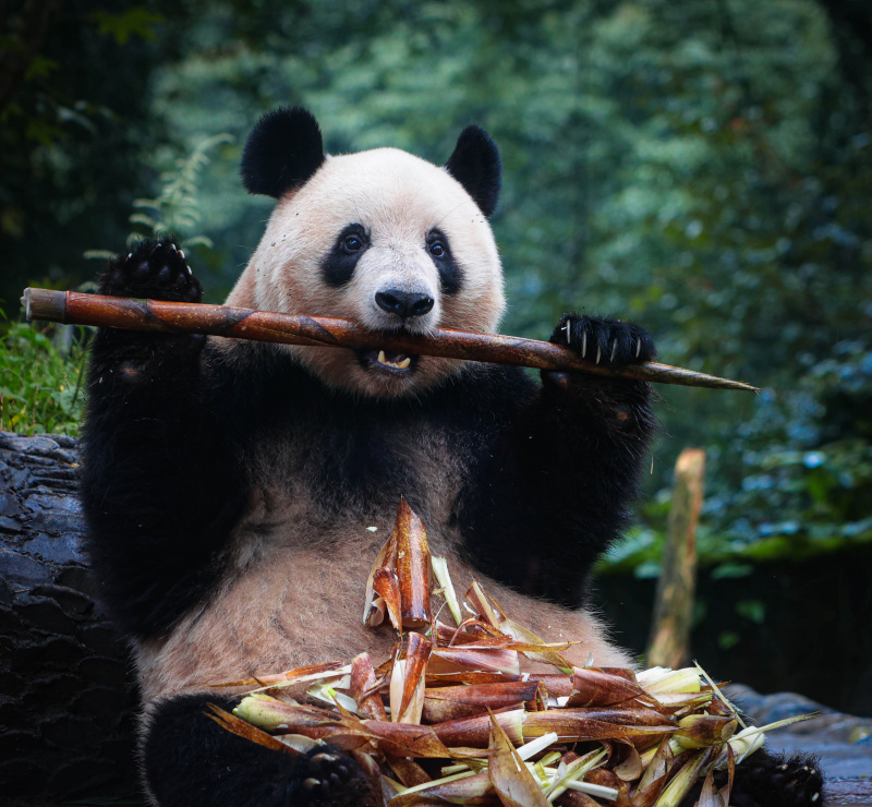 Le panda géant Xiang Xiang mange du bambou frais dans la Base des pandas géants de Bifengxia