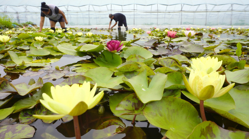 Des villageois s'occupent des fleurs de lotus dans une serre du village de Caotangtuo de la ville de Luanzhou