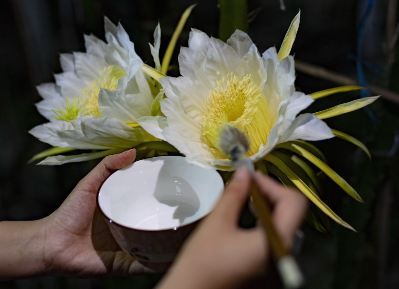 Un agriculteur pollinise une fleur dans une plantation de fruits du dragon à Luanzhou