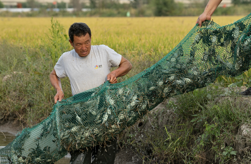Un villageois récolte des crabes dans les rizières d'un village de la ville de Tangshan