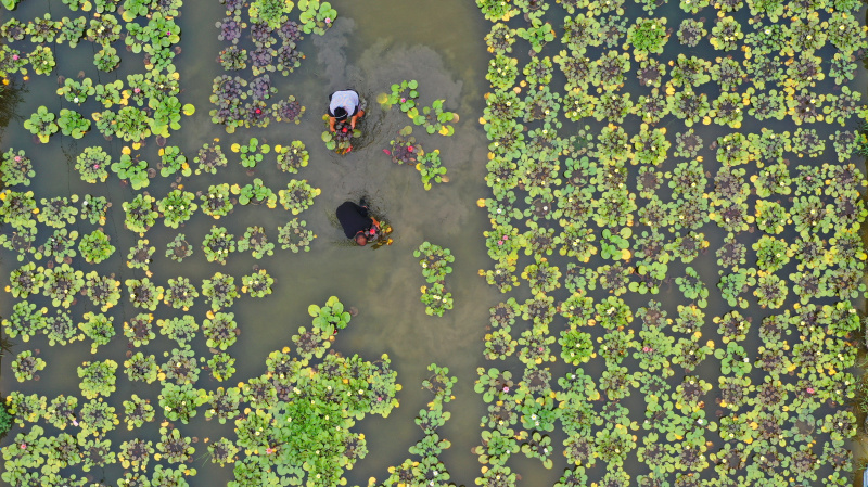 Des villageois s'occupent des fleurs de lotus dans une serre du village de Caotangtuo de la ville de Luanzhou