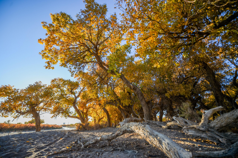 Paysage automnal de la forêt de peupliers de l'Euphrate dans la bannière d'Ejin de la région autonome de Mongolie intérieure