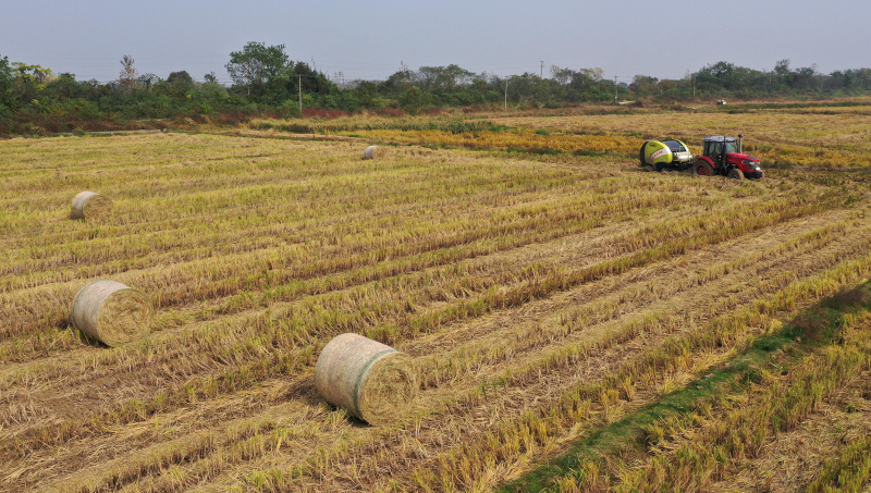 Un véhicule agricole collecte de la paille de riz dans les champs du district de Nanchang de la ville de Nanchang