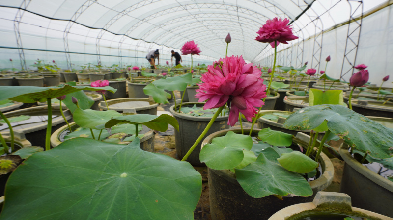 Des villageois s'occupent des fleurs de lotus dans une serre du village de Caotangtuo de la ville de Luanzhou