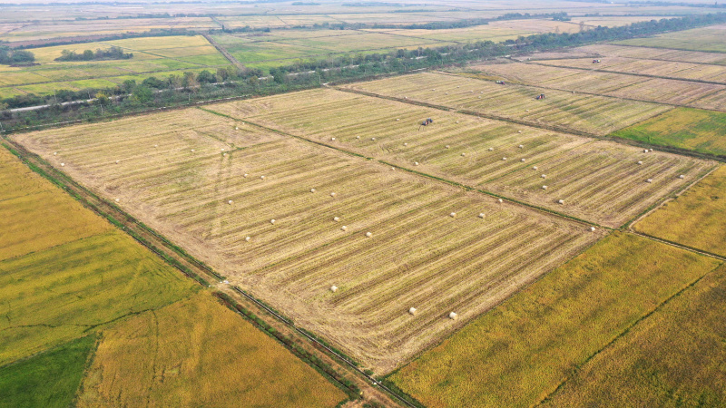 Des véhicules agricoles collectent de la paille de riz dans les champs du district de Nanchang de la ville de Nanchang