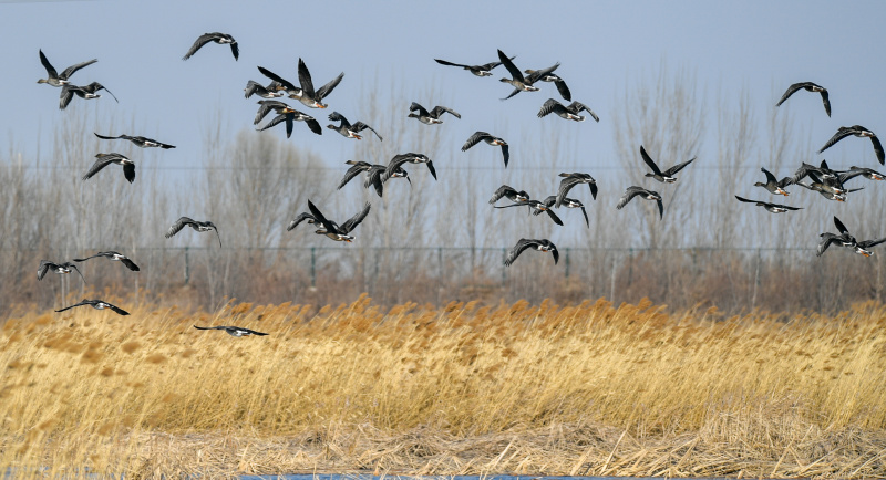 Des oiseaux migrateurs dans la réserve naturelle de la zone humide de Qilihai