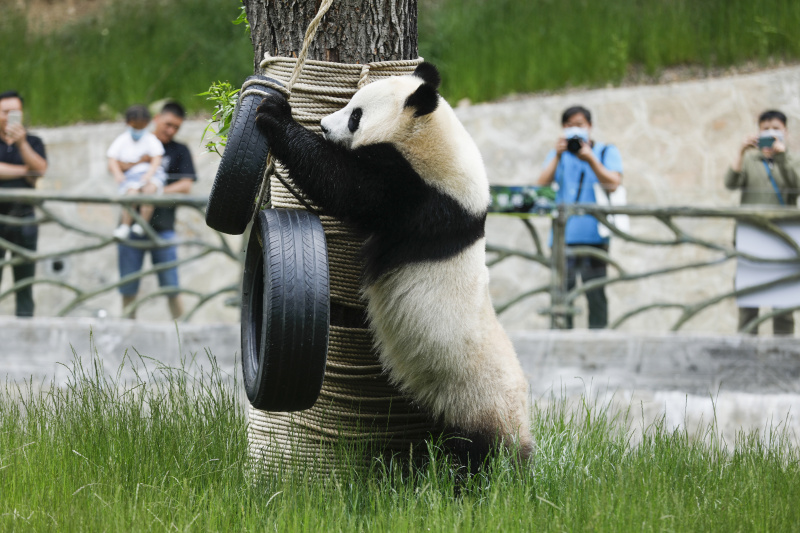 Le panda géant Hai Hai joue au parc de pandas de Jiuzhaigou dans la province chinoise du Sichuan (sud-ouest)