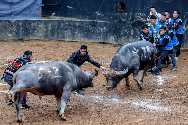 Un combat de buffles à Danzhai