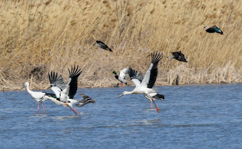 Des oiseaux migrateurs dans la réserve naturelle de la zone humide de Qilihai
