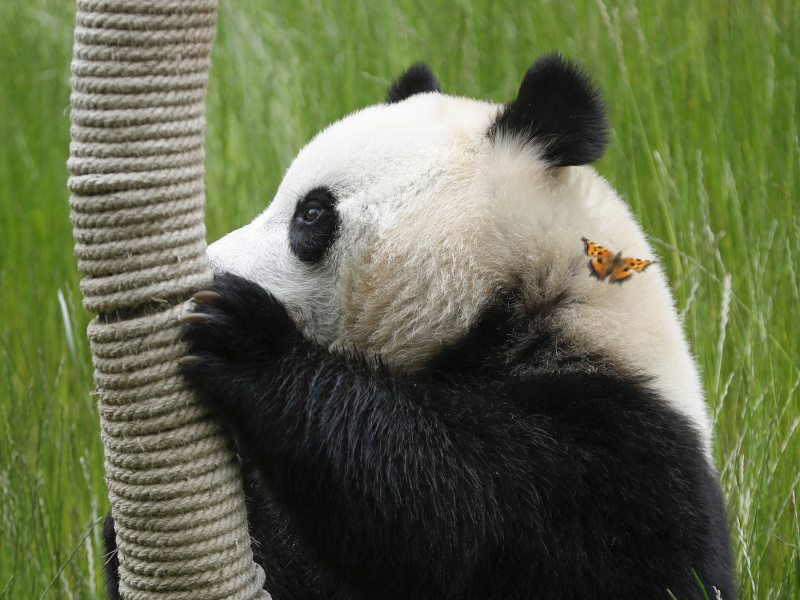Le panda géant Hai Hai joue au parc de pandas de Jiuzhaigou dans la province chinoise du Sichuan (sud-ouest)