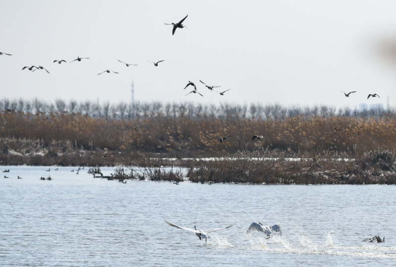 Des oiseaux migrateurs dans la réserve naturelle de la zone humide de Qilihai