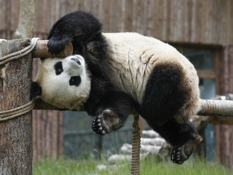 Le panda géant Xin Xin joue au parc de pandas de Jiuzhaigou dans la province chinoise du Sichuan (sud-ouest)