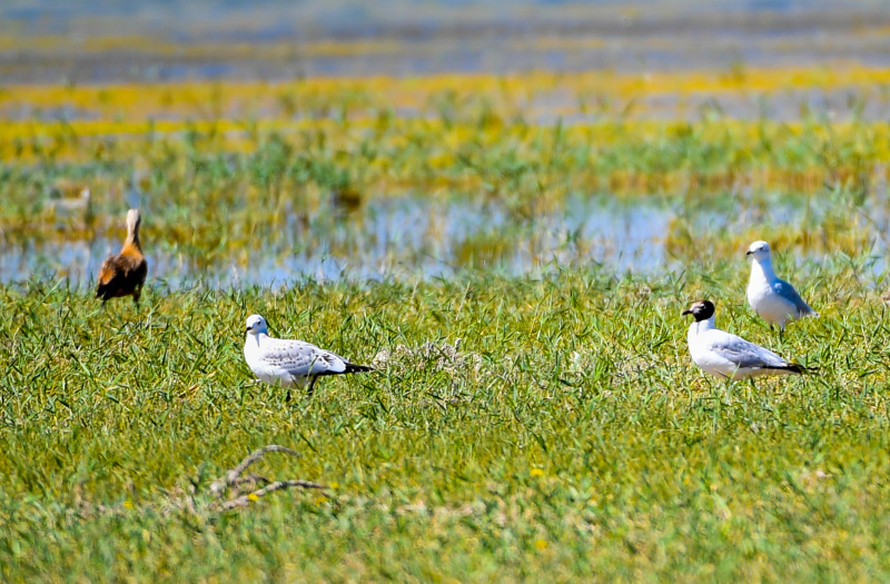 Des oiseaux migrateurs dans les terres humides d'Ordos