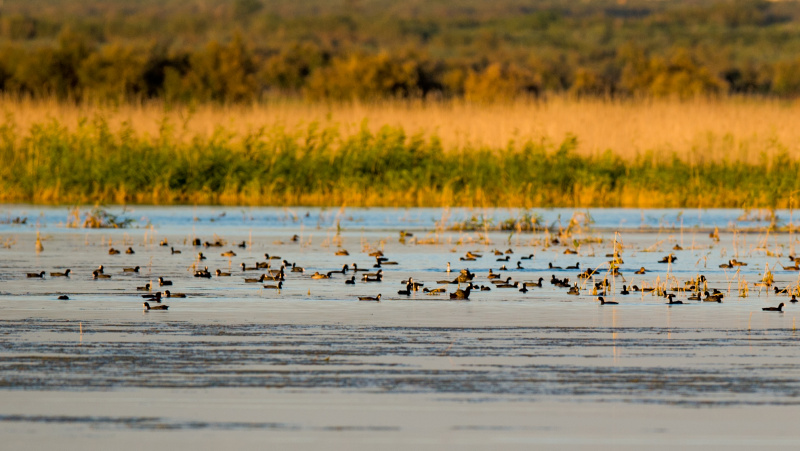 Des oiseaux migrateurs dans les terres humides d'Ordos