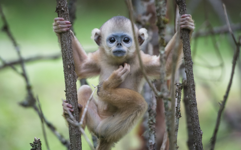 Un rhinopithèque au Centre de recherche sur les rhinopithèques de Dalongtan dans le parc national de Shennongjia