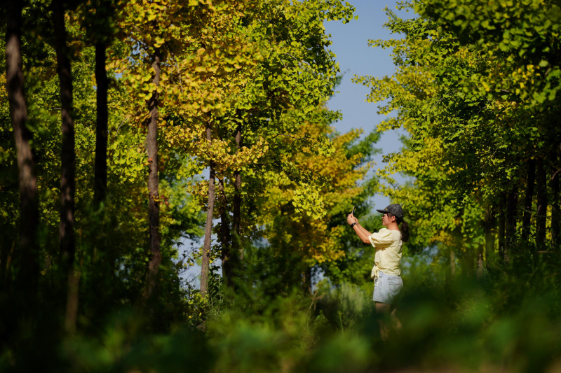 Une promeneuse prend des photos au milieu des gingkos à Luanxie
