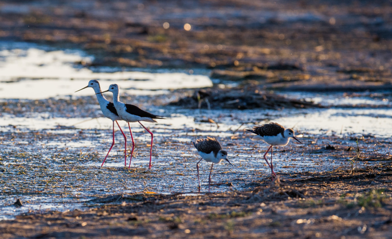 Des oiseaux migrateurs dans les terres humides d'Ordos