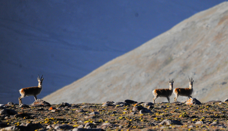 Des gazelles du Tibet dans la prairie de Haltent