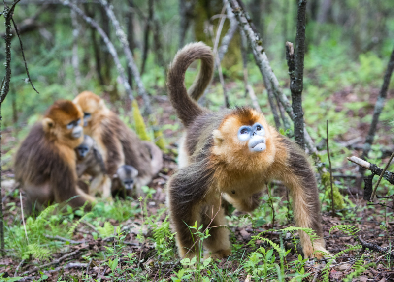 Des rhinopithèques au Centre de recherche sur les rhinopithèques de Dalongtan dans le parc national de Shennongjia