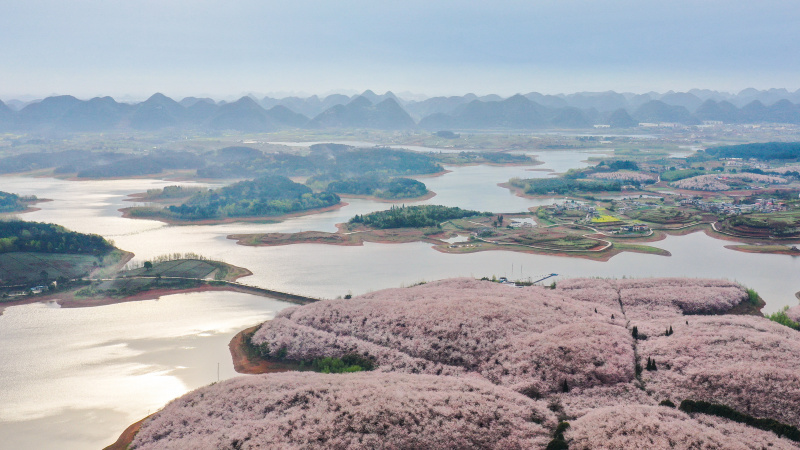 Photo aérienne prise le 17 mars 2022 de cerisiers en fleur dans un jardin de cerisiers de la nouvelle zone de Guian à Guiyang
