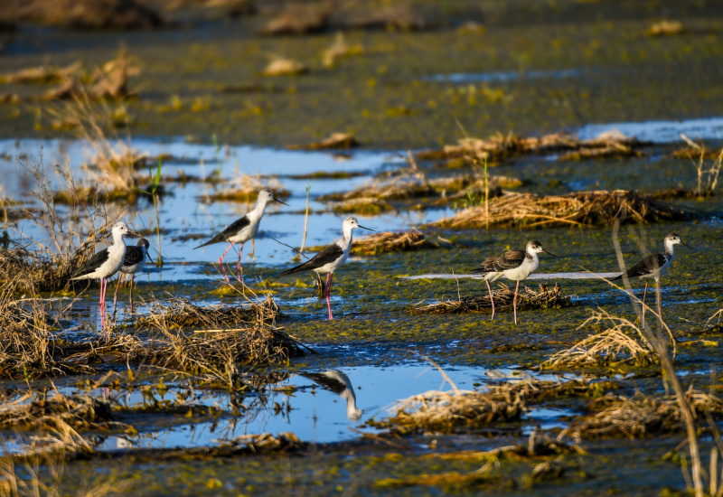 Des oiseaux migrateurs dans les terres humides d'Ordos
