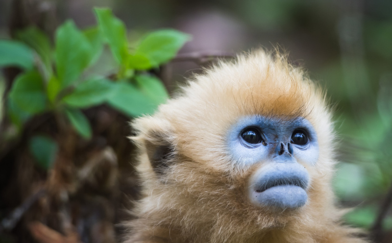 Un rhinopithèque au Centre de recherche sur les rhinopithèques de Dalongtan dans le parc national de Shennongjia