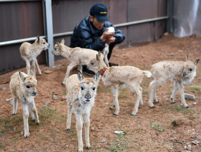 Un membre du personnel nourrit des bébés antilopes tibétaines à la station de protection du lac Zonag à Hoh Xil