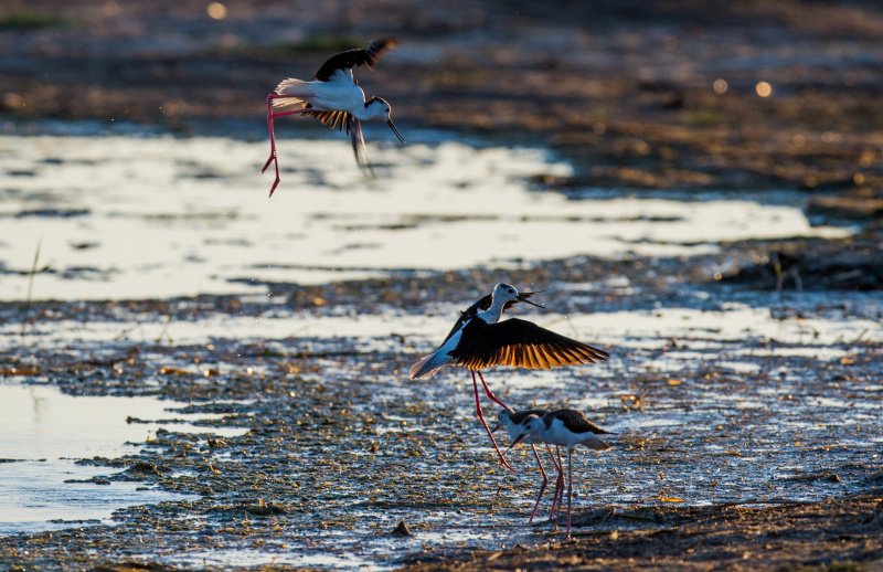 Des oiseaux migrateurs dans les terres humides d'Ordos