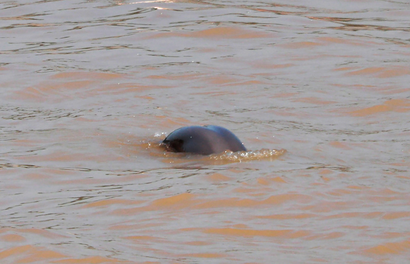 Un marsouin aptère nage dans le fleuve Yangtsé à Yichang