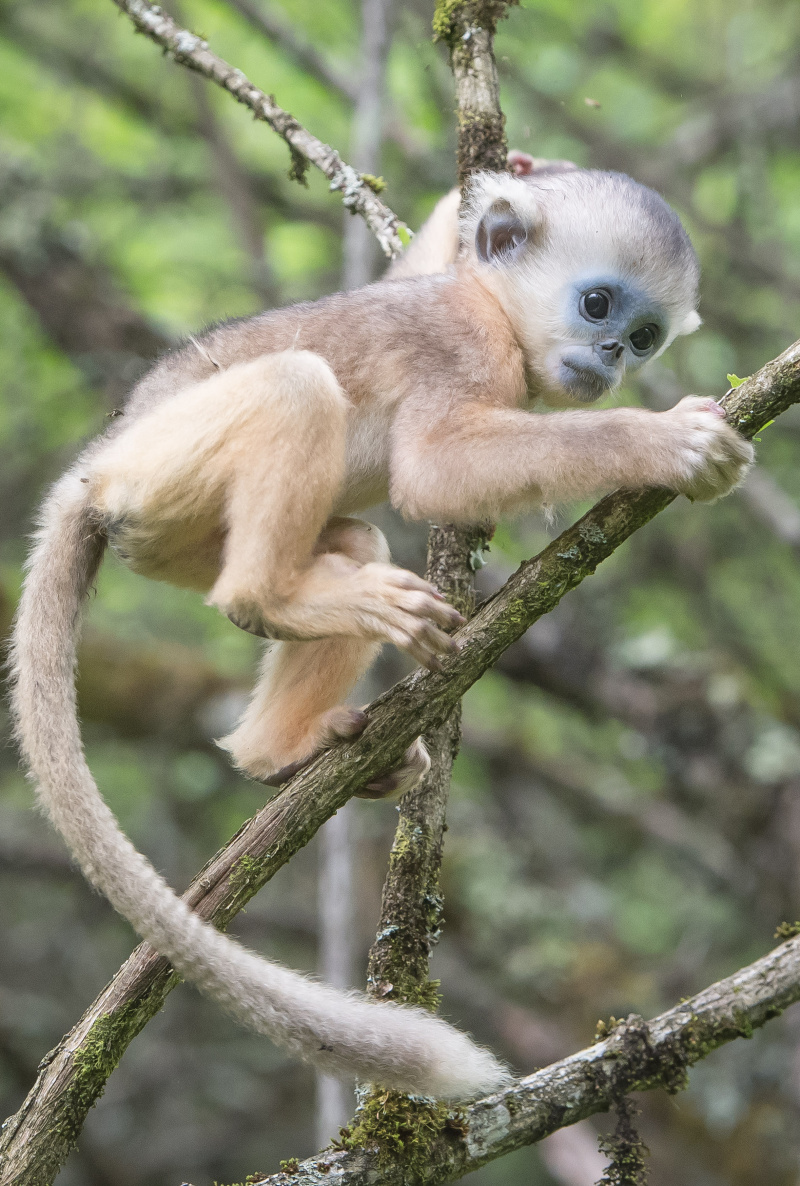 Un rhinopithèque au Centre de recherche sur les rhinopithèques de Dalongtan dans le parc national de Shennongjia