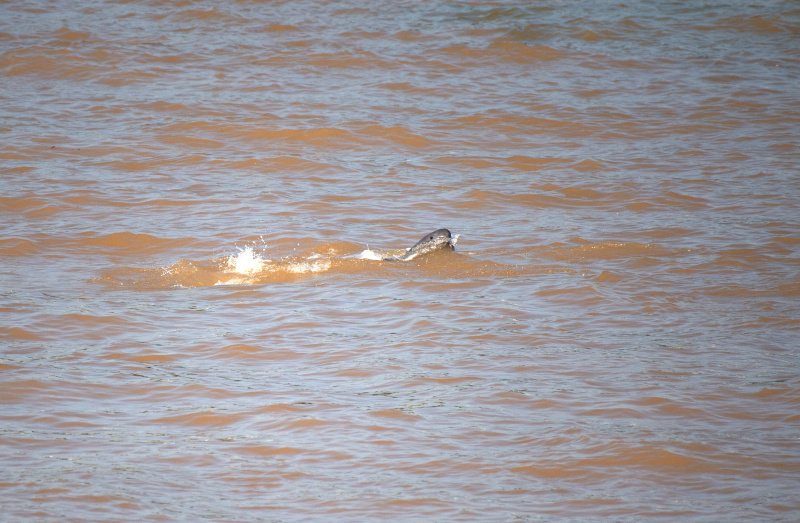 Un marsouin aptère nage dans le fleuve Yangtsé à Yichang
