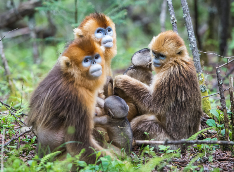 Des rhinopithèques au Centre de recherche sur les rhinopithèques de Dalongtan dans le parc national de Shennongjia