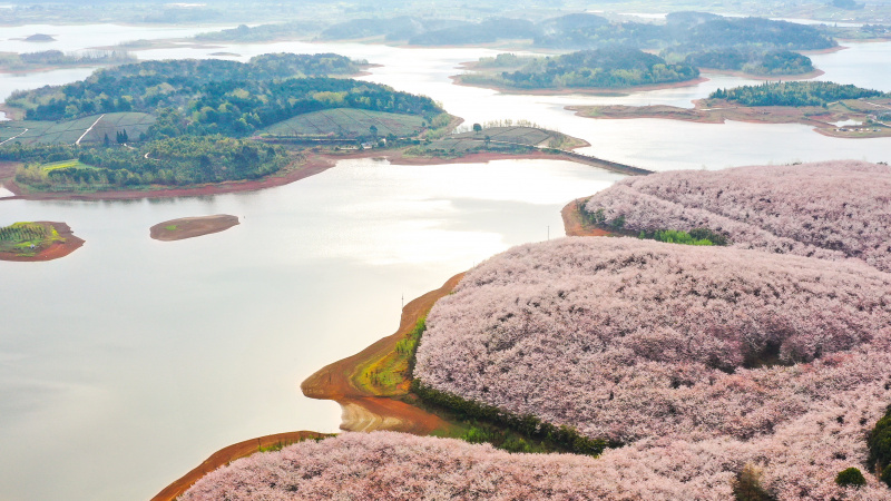 Photo aérienne prise le 17 mars 2022 de cerisiers en fleur dans un jardin de cerisiers de la nouvelle zone de Guian à Guiyang