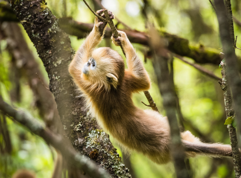 Un rhinopithèque au Centre de recherche sur les rhinopithèques de Dalongtan dans le parc national de Shennongjia